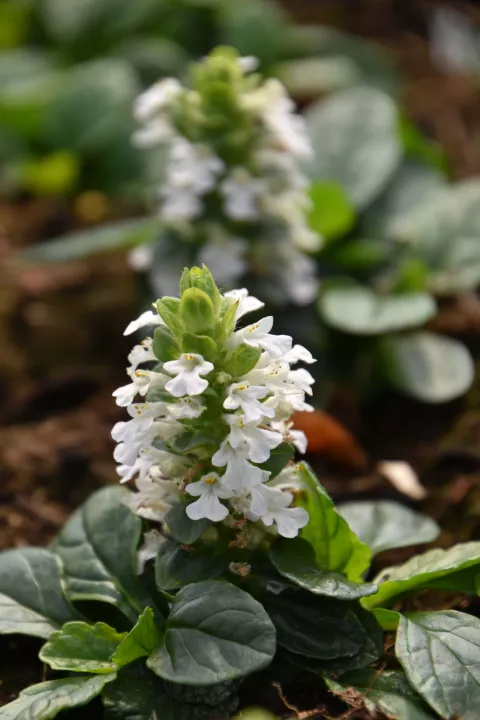 Ajuga reptans 'Alba'