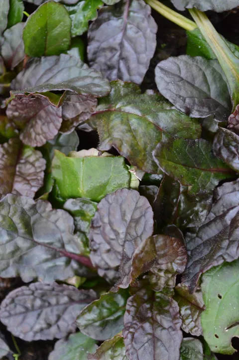 Ajuga reptans 'Purple Torch'
