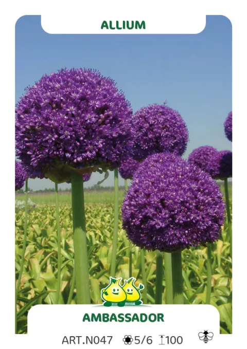 Allium 'Ambassador'