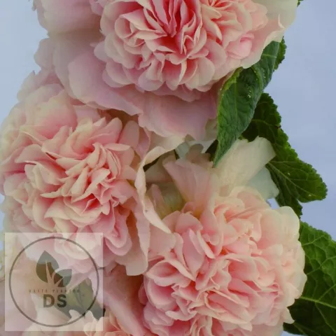 Alcea rosea 'Ch. D. Apricot'