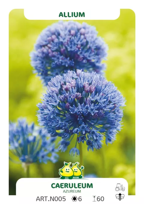 Allium 'Caeruleum' (azureum)