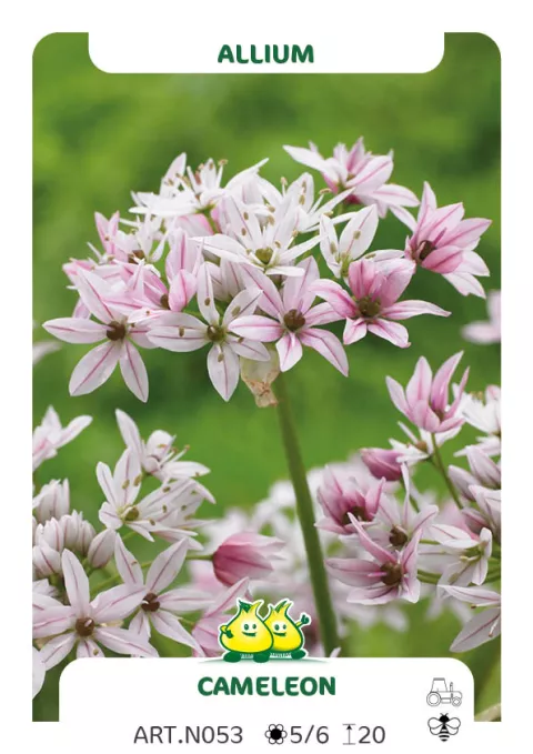 Allium 'Cameleon'