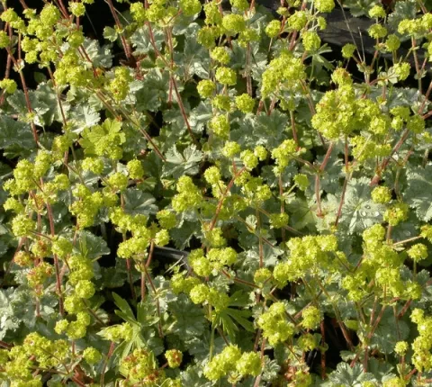 Alchemilla erythropoda