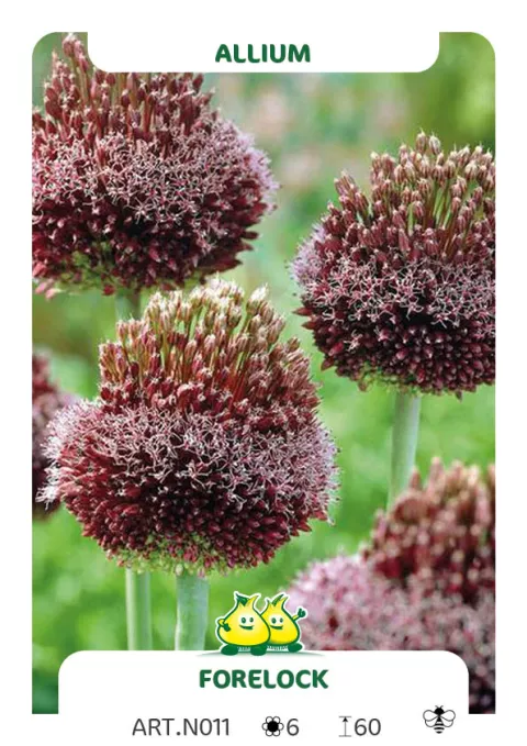 Allium amethystinus 'Forelock'