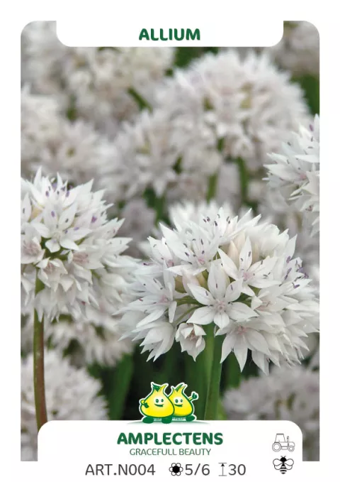 Allium amplectens 'Gracefull Beauty'