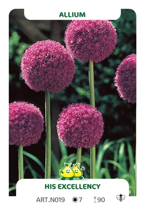 Allium 'His Excellency'