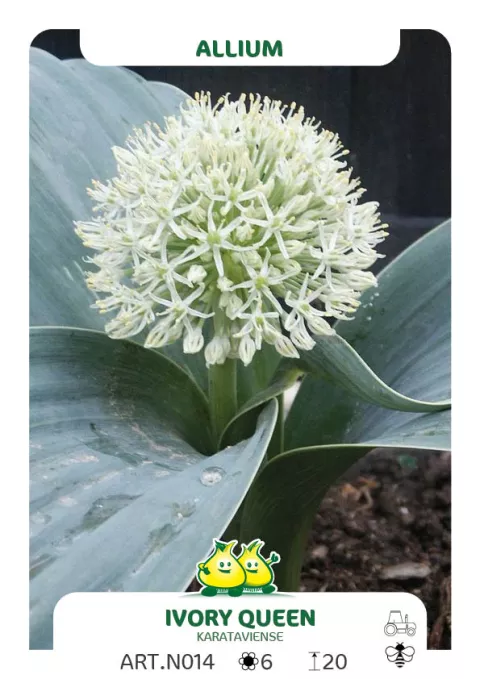 Allium karataviense 'Ivory Queen'