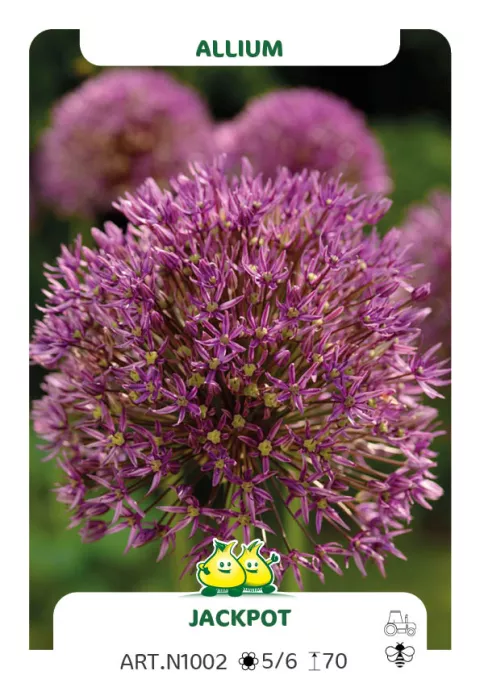 Allium 'Jackpot'