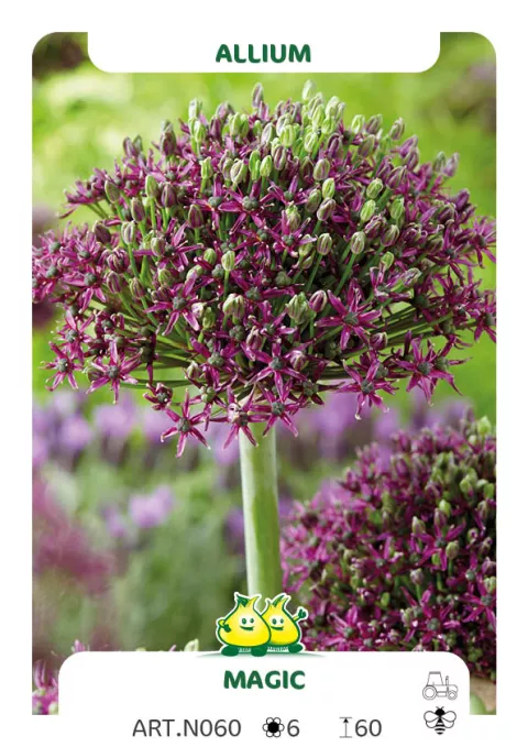 Allium 'Magic'