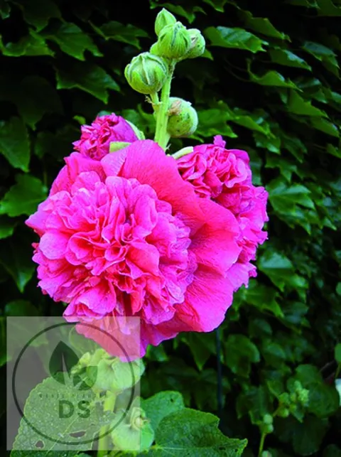 Alcea rosea 'Ch. D. Pink'