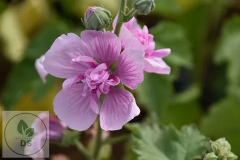 Alcea hybr. 'Park Rondell'