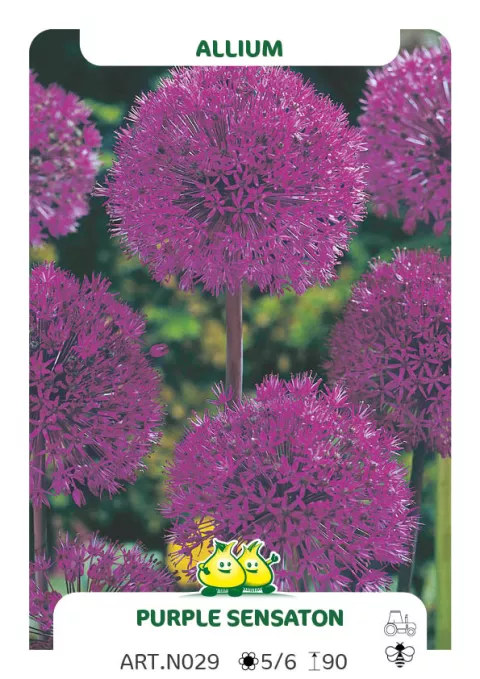 Allium aflat. 'Purple Sensation'