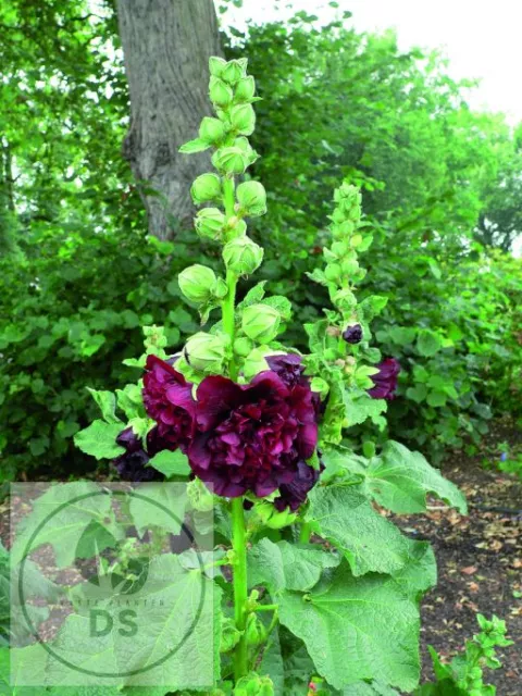 Alcea rosea 'Ch. D. Purple'