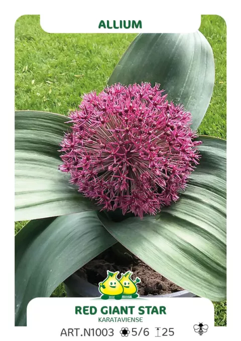Allium karataviense 'Red Giant Star'