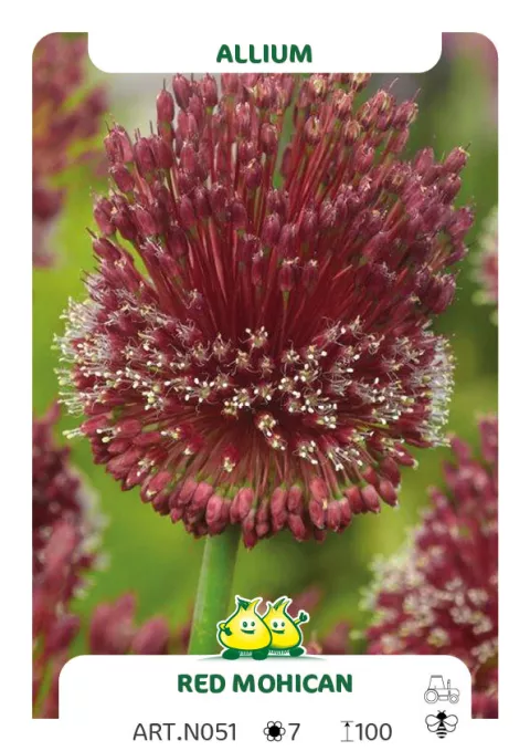 Allium amethystinus 'Red Mohican'