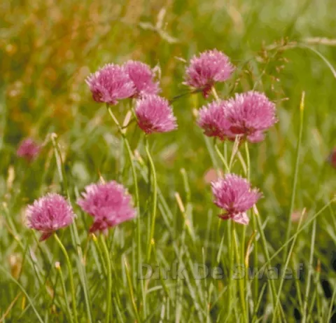 Allium schoenoprasum-bieslook