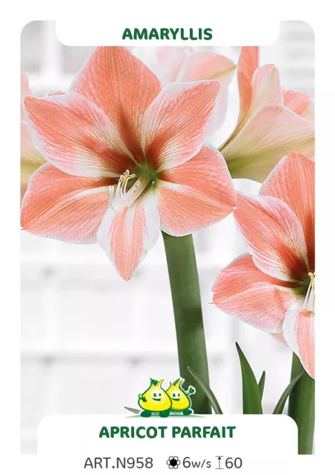 Amaryllis 'Apricot Parfait'