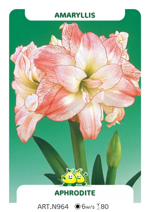 Amaryllis 'Aphrodite'