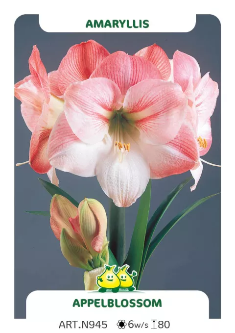 Amaryllis 'Appelblossom'