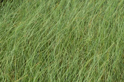 Ammophila arenaria (helmgras)