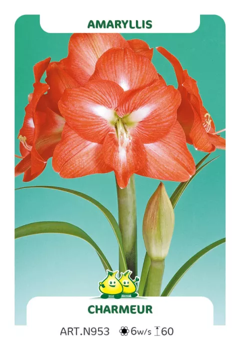 Amaryllis 'Charmeur'