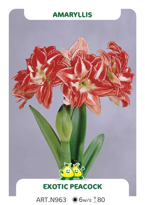 Amaryllis 'Exotic Peacock'