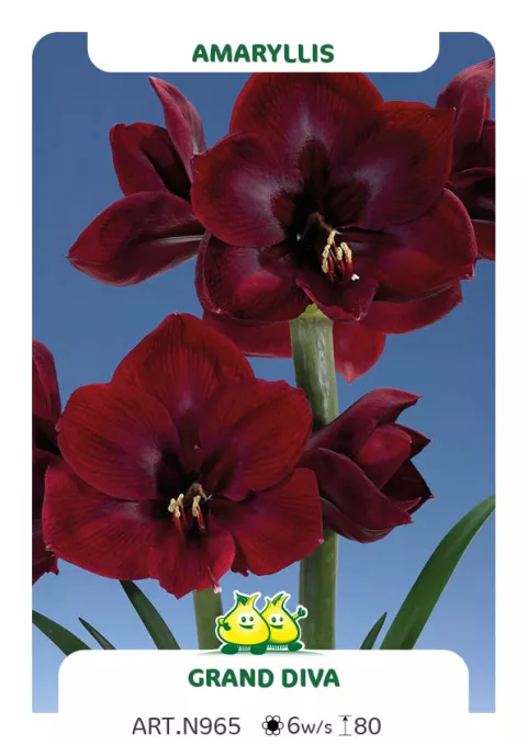 Amaryllis 'Grand Diva'