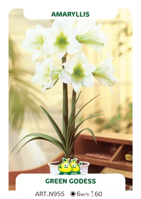 Amaryllis 'Green Godess'