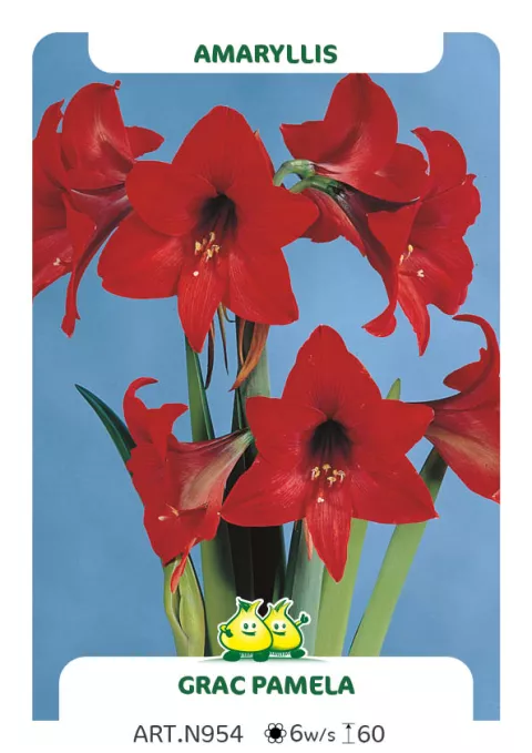 Amaryllis 'Grac. Pamela'