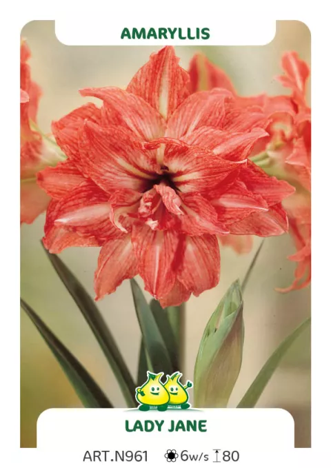 Amaryllis 'Lady Jane'