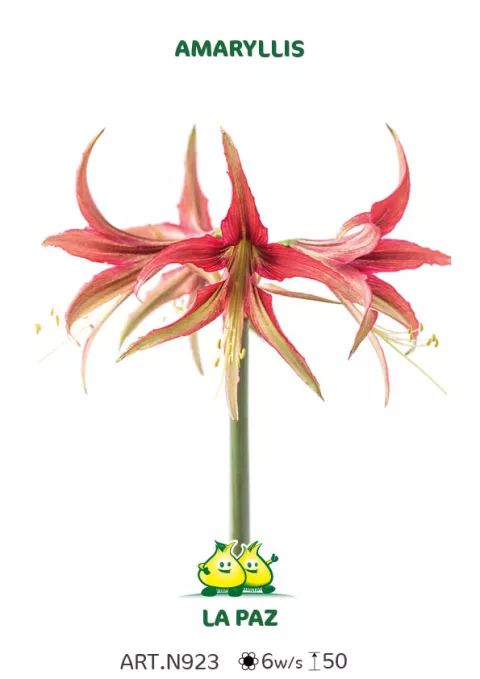 Amaryllis 'La Paz'
