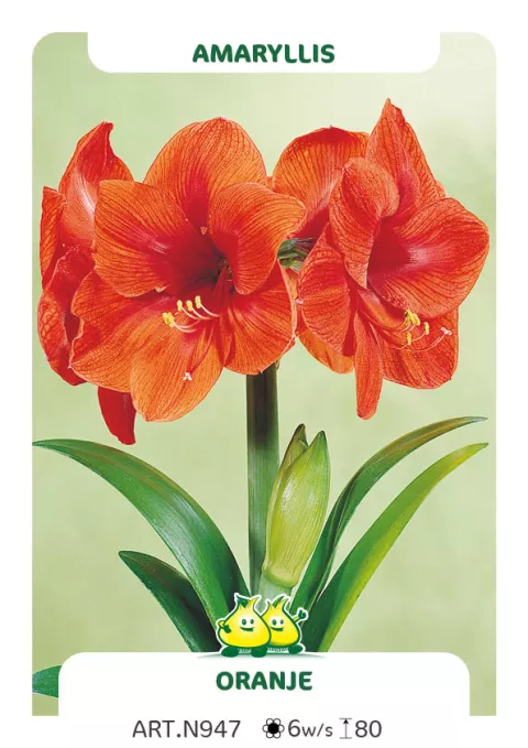 Amaryllis oranje