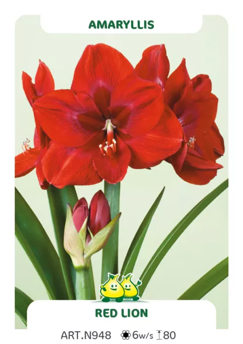 Amaryllis 'Red Lion'