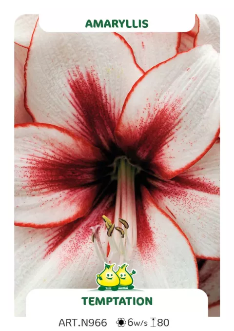 Amaryllis 'Temptation'