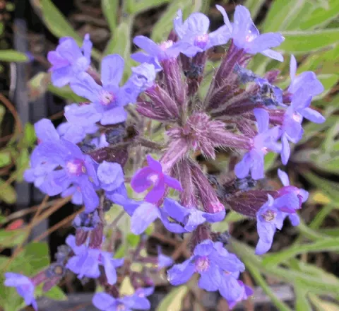 Anchusa azurea 'Dropmore'