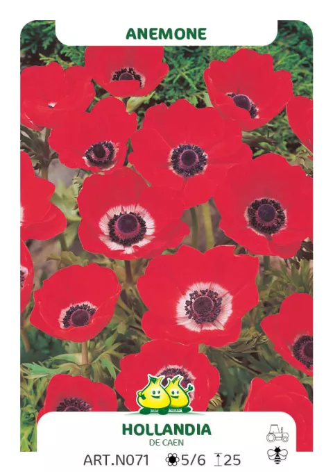Anemone cor. 'Hollandia'
