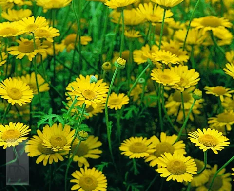 Anthemis hybr. 'Kelway'