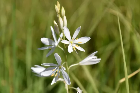 Anthericum liliago