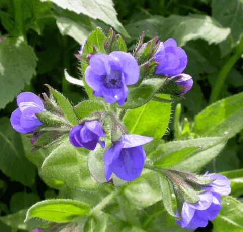 Anchusa azurea 'Loddon Royalist'