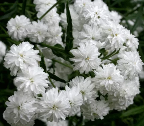 Anaphalis marg. 'Neuschnee'