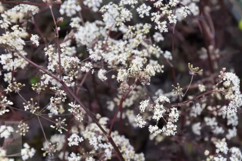 Anthriscus sylvestris 'Ravenswing'