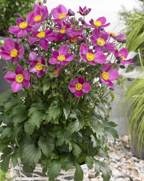 Anemone hupeh. 'Red Riding Hood'
