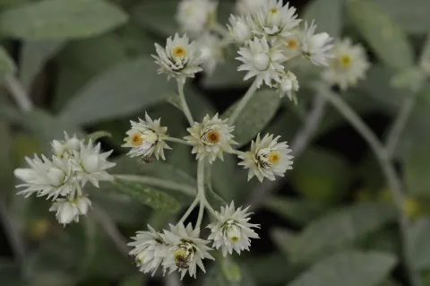 Anaphalis triplinervis