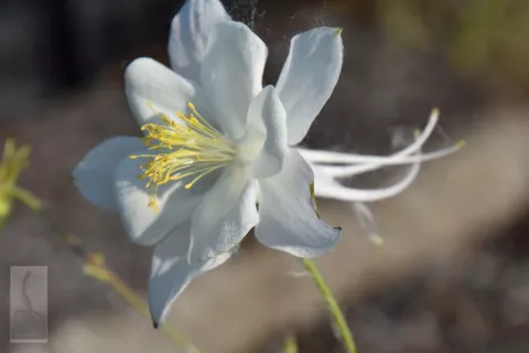 Aquilegia vulgaris 'Alba' ('Nivea')