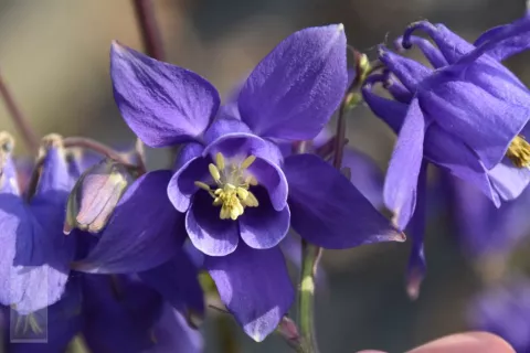 Aquilegia alpina