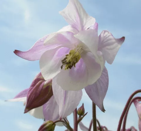 Aquilegia 'Biedermeier'