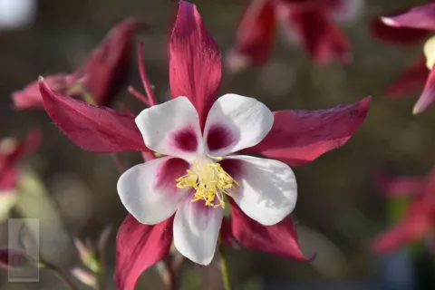Aquilegia 'Crimson Star'