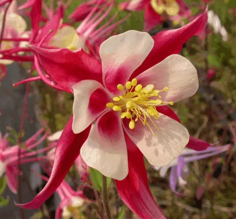 Aquilegia 'Koralle'