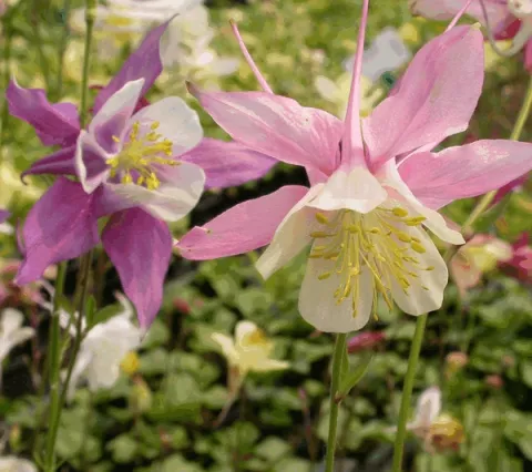 Aquilegia 'McKana Hybrids'