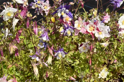 Aquilegia 'McKana Hybrids'